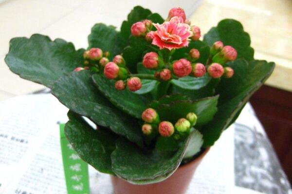 長壽花葉片有斑點是怎么回事,主要是因為病蟲害