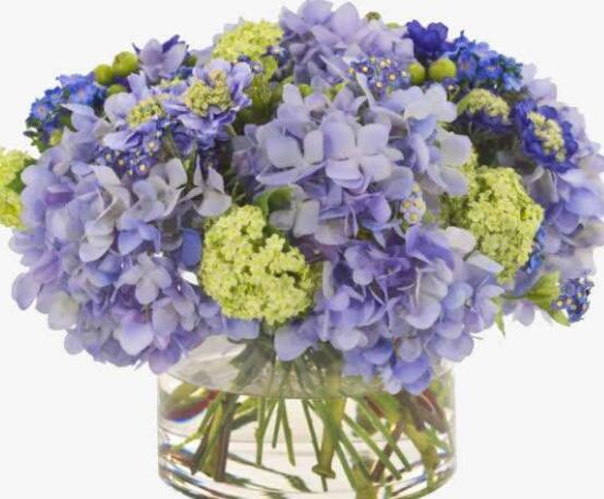 水養(yǎng)繡球花蔫了怎么辦,做好這五點水養(yǎng)花色鮮艷美麗