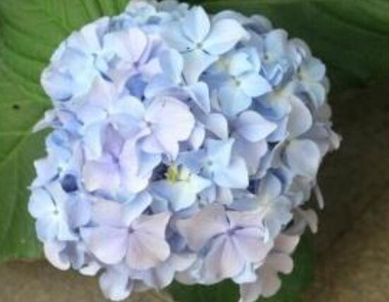 水養(yǎng)繡球花蔫了怎么辦,做好這五點水養(yǎng)花色鮮艷美麗