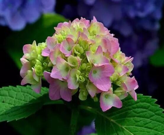 水養(yǎng)繡球花蔫了怎么辦,做好這五點水養(yǎng)花色鮮艷美麗