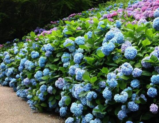 水養(yǎng)繡球花蔫了怎么辦,做好這五點水養(yǎng)花色鮮艷美麗