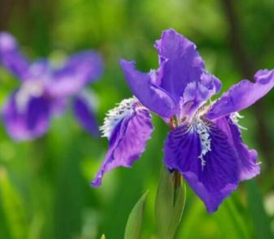 蘭花花期,不同品種不同開花期(一年開多次)