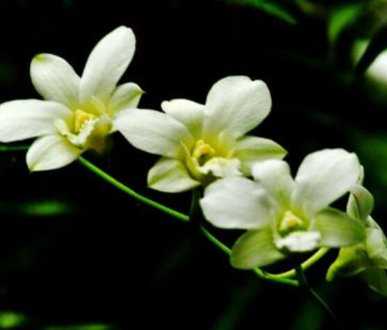 蘭花花期,不同品種不同開花期(一年開多次)