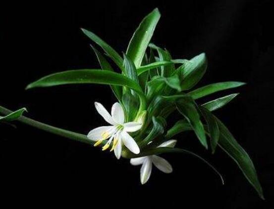 蘭花花期,不同品種不同開花期(一年開多次)