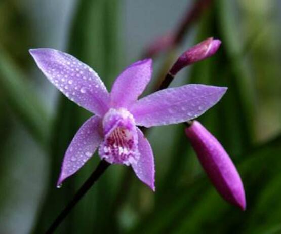 蘭花花期,不同品種不同開花期(一年開多次)