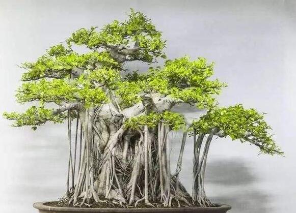 榕樹的養殖方法,土壤的選擇和施肥方法很重要