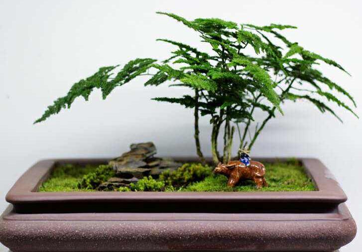 文竹的作用,擺放在家中具有很高的觀賞價(jià)值