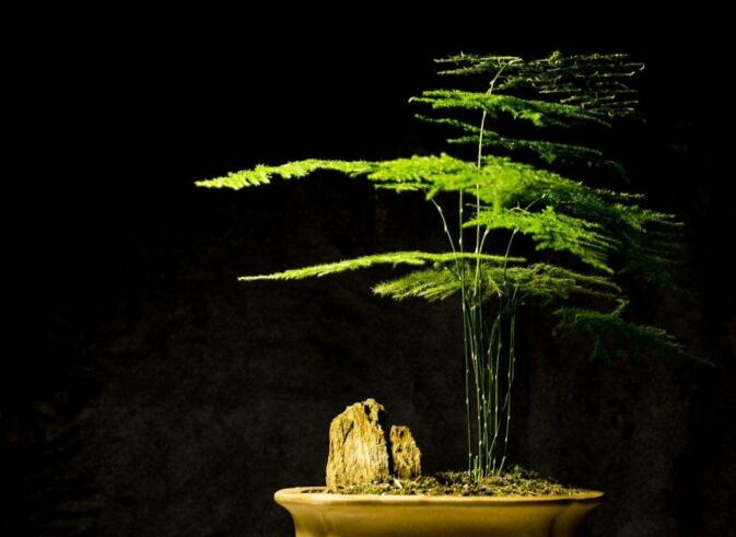 文竹的作用,擺放在家中具有很高的觀賞價(jià)值