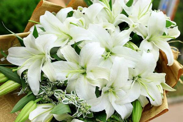 百合花花語代表什么,家庭美滿、偉大的愛