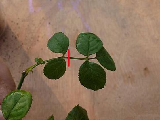 月季水插方法詳解,做好六點簡單基本步驟生根發芽快/存活率高