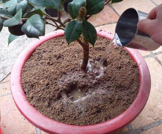 茶花怎樣上盆和換盆,教你簡單四點上盆方法和三點換盆方法