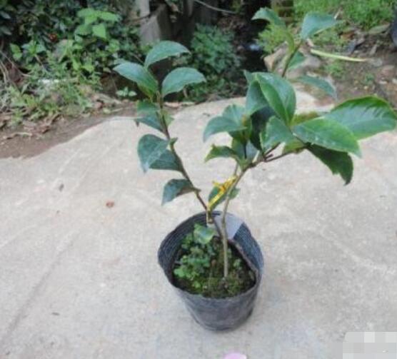 茶花怎樣上盆和換盆,教你簡單四點上盆方法和三點換盆方法
