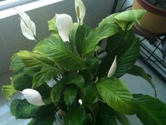 一帆風(fēng)順花期,大多數(shù)在5-8月開花(一年四季均可開花)