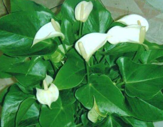 一帆風(fēng)順花期,大多數(shù)在5-8月開花(一年四季均可開花)