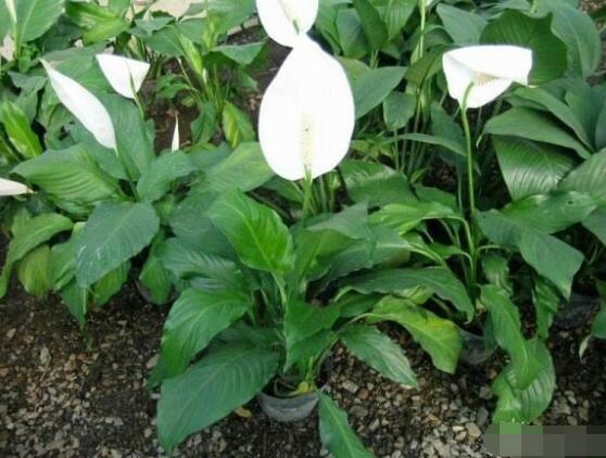 一帆風(fēng)順花期,大多數(shù)在5-8月開花(一年四季均可開花)