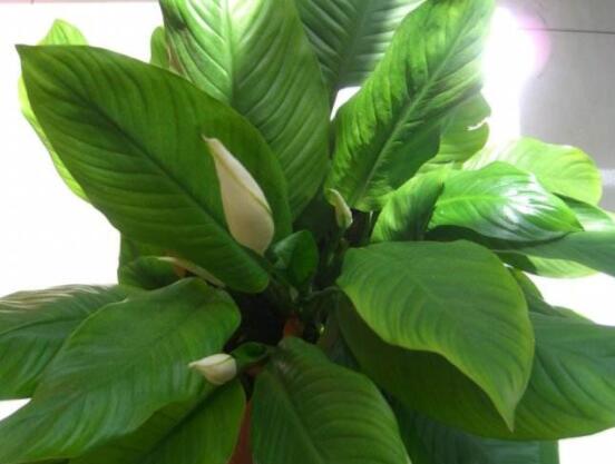 一帆風(fēng)順花期,大多數(shù)在5-8月開花(一年四季均可開花)