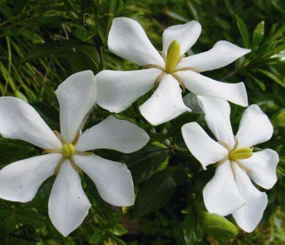 梔子花花語(yǔ),代表著一個(gè)夏季的約定,一種喜悅與希望