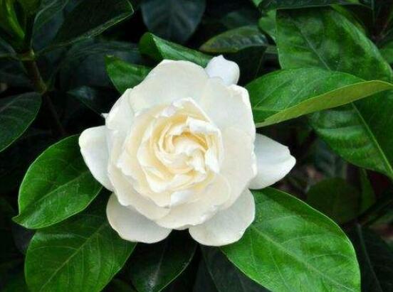 梔子花花語(yǔ),代表著一個(gè)夏季的約定,一種喜悅與希望