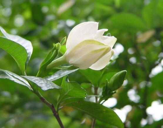 梔子花花語(yǔ),代表著一個(gè)夏季的約定,一種喜悅與希望
