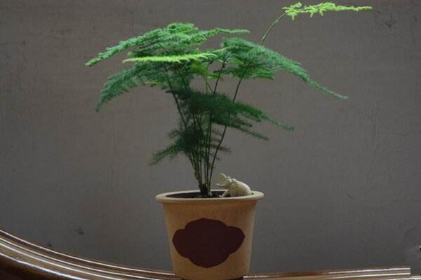 文竹用什么花盆好看,紫砂盆不僅好看還適合文竹的生長