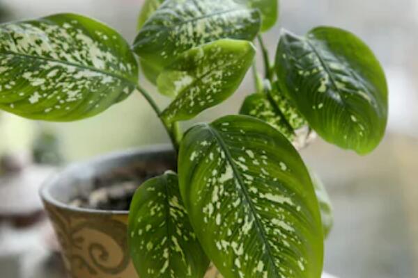 萬年青開花預兆什么,是一種吉祥的象征