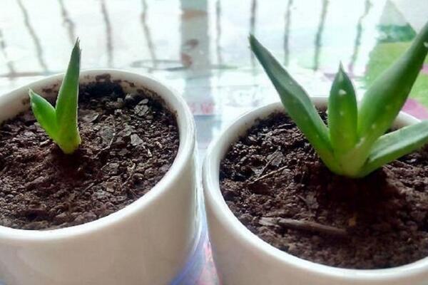 蘆薈怎么移植,具體移植步驟詳解