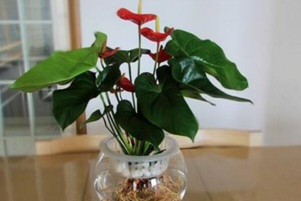 紅掌水培方法,水培最關鍵的5步