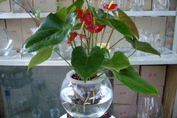 紅掌水培方法,水培最關鍵的5步