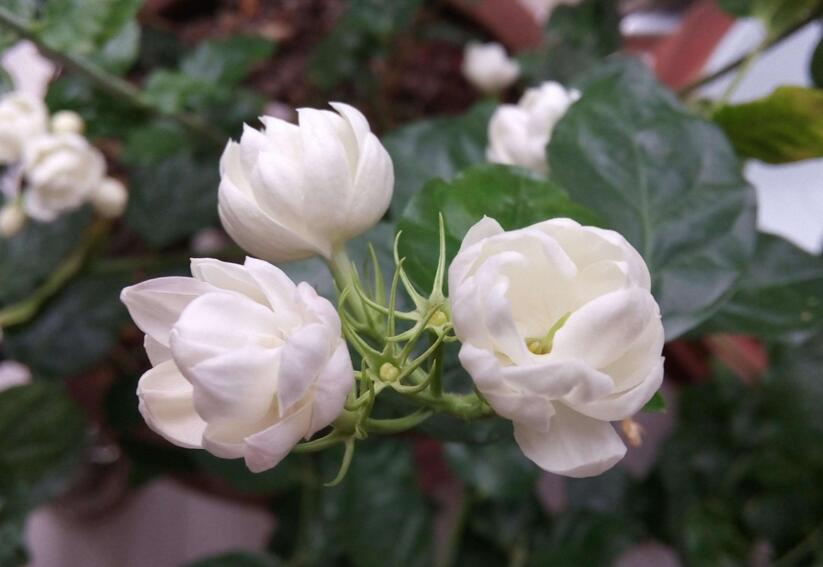 茉莉花如何一年開花幾次,一年開3次的方法