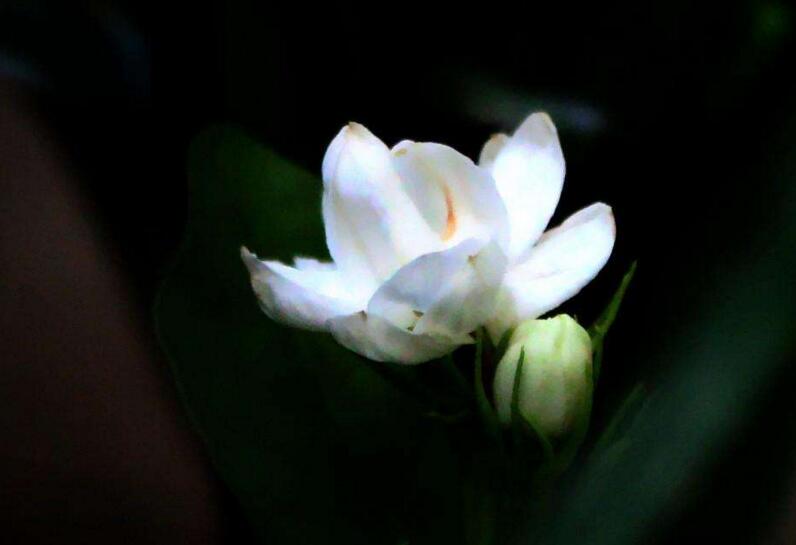 茉莉花如何一年開花幾次,一年開3次的方法