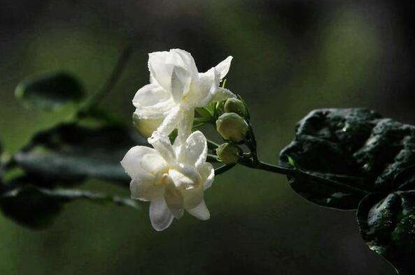 茉莉花如何一年開花幾次,一年開3次的方法
