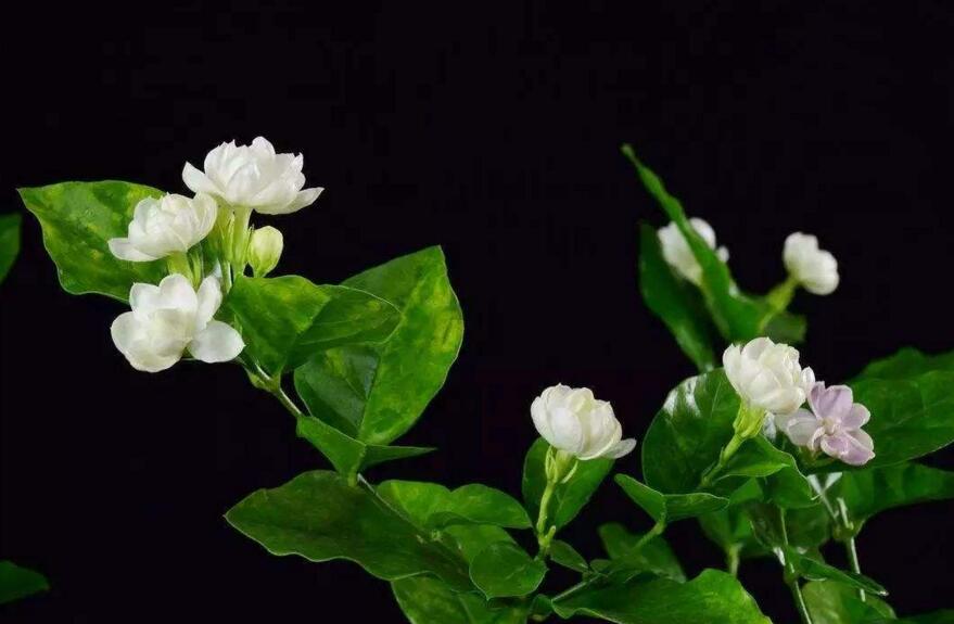 茉莉花如何一年開花幾次,一年開3次的方法