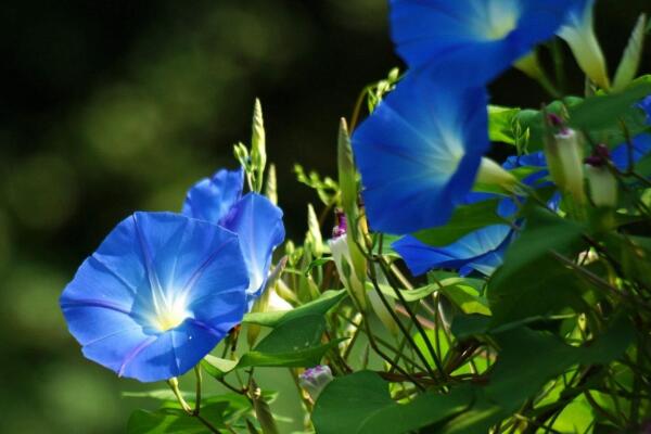牽牛花開花時間,5~10月開花