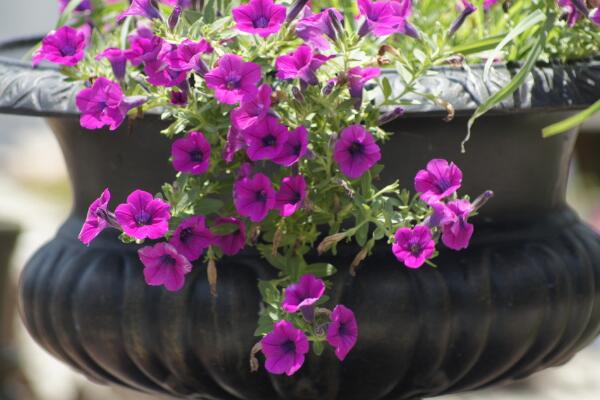 牽牛花開花時間,5~10月開花