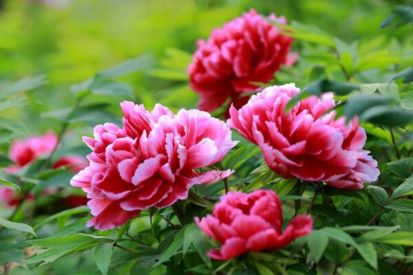 家養牡丹花種植方法,最基本的五大技巧缺一不可