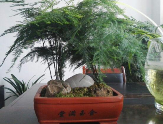 文竹盆景的制作方法,教你四種最美觀盆景造型