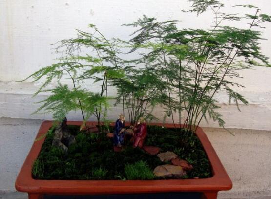 文竹盆景的制作方法,教你四種最美觀盆景造型