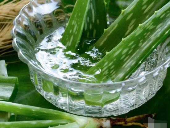 蘆薈的功效,美容養顏、防御病菌、減肥止痛