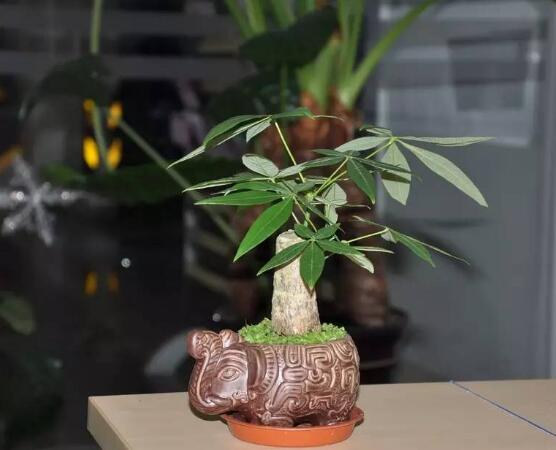 發財樹養護,注意光照溫度/忌積水、少施肥