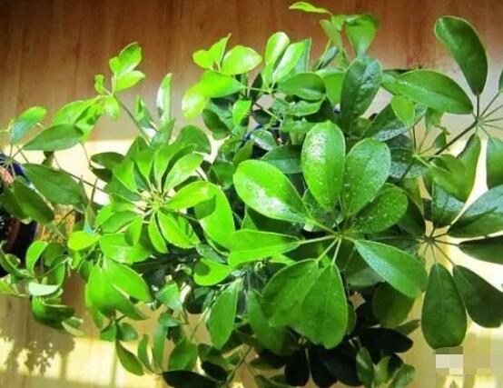 發財樹養護,注意光照溫度/忌積水、少施肥