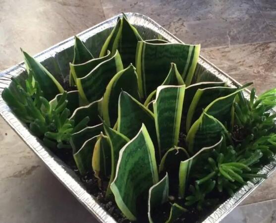 虎皮蘭怎么分株繁殖,切割葉叢/保留葉片、根莖狀、吸芽