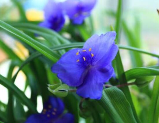 紫羅蘭的花語(yǔ)和傳說,純潔的愛、高尚的美德