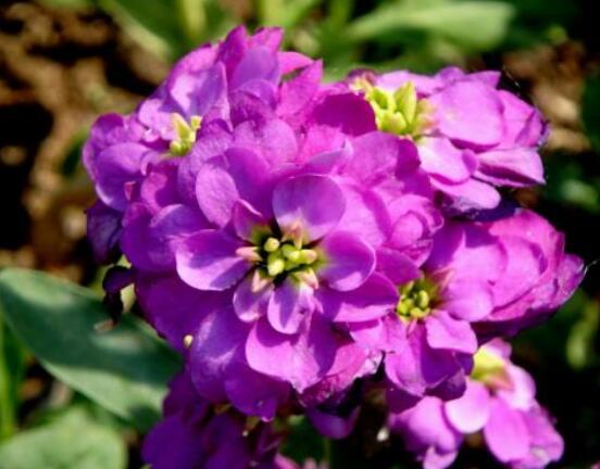 紫羅蘭的花語(yǔ)和傳說,純潔的愛、高尚的美德