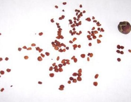 仙客來種子種植方法,以飽滿健康種子最佳/浸種催芽