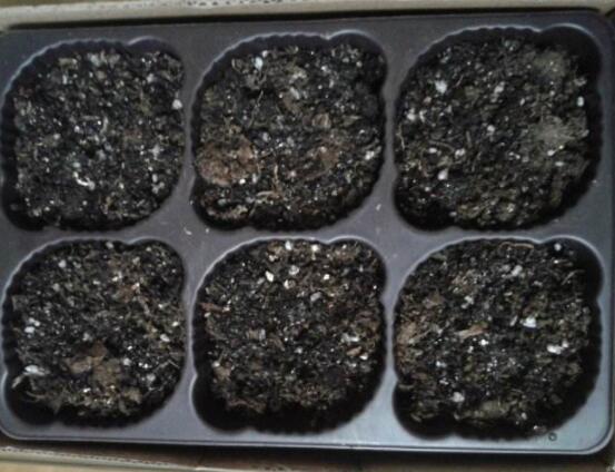 仙客來種子種植方法,以飽滿健康種子最佳/浸種催芽