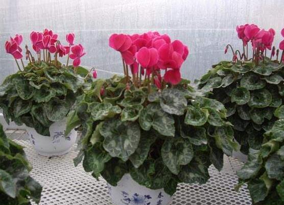 仙客來種子種植方法,以飽滿健康種子最佳/浸種催芽