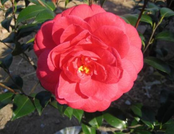 一品紅花怎么養, 做好七個要點生長的郁郁蔥蔥、紅紅火火