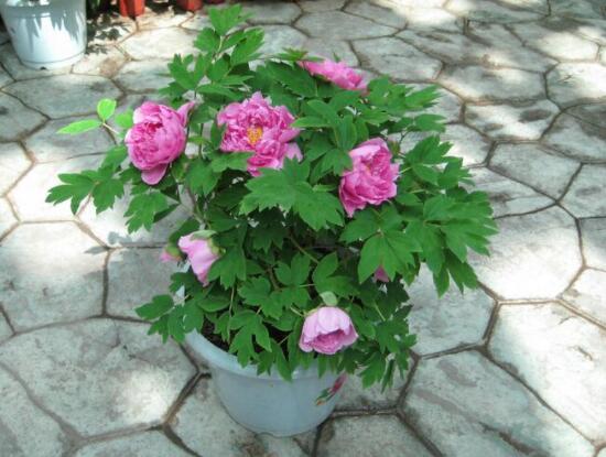 牡丹花種植方法,老農歸納最全面的種植技巧(種植前后)
