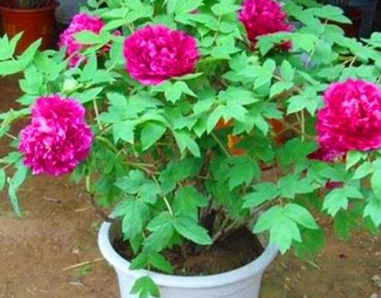 牡丹花種植方法,老農歸納最全面的種植技巧(種植前后)