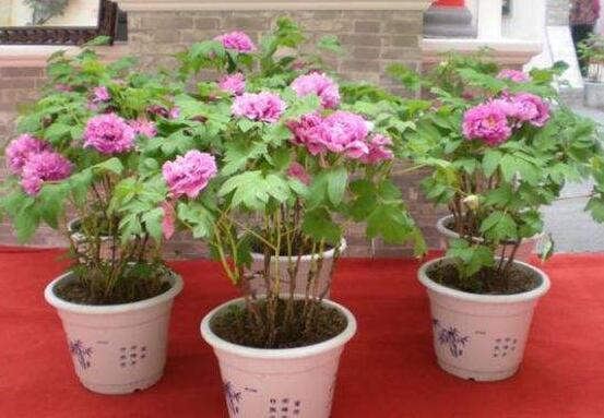 牡丹花種植方法,老農歸納最全面的種植技巧(種植前后)